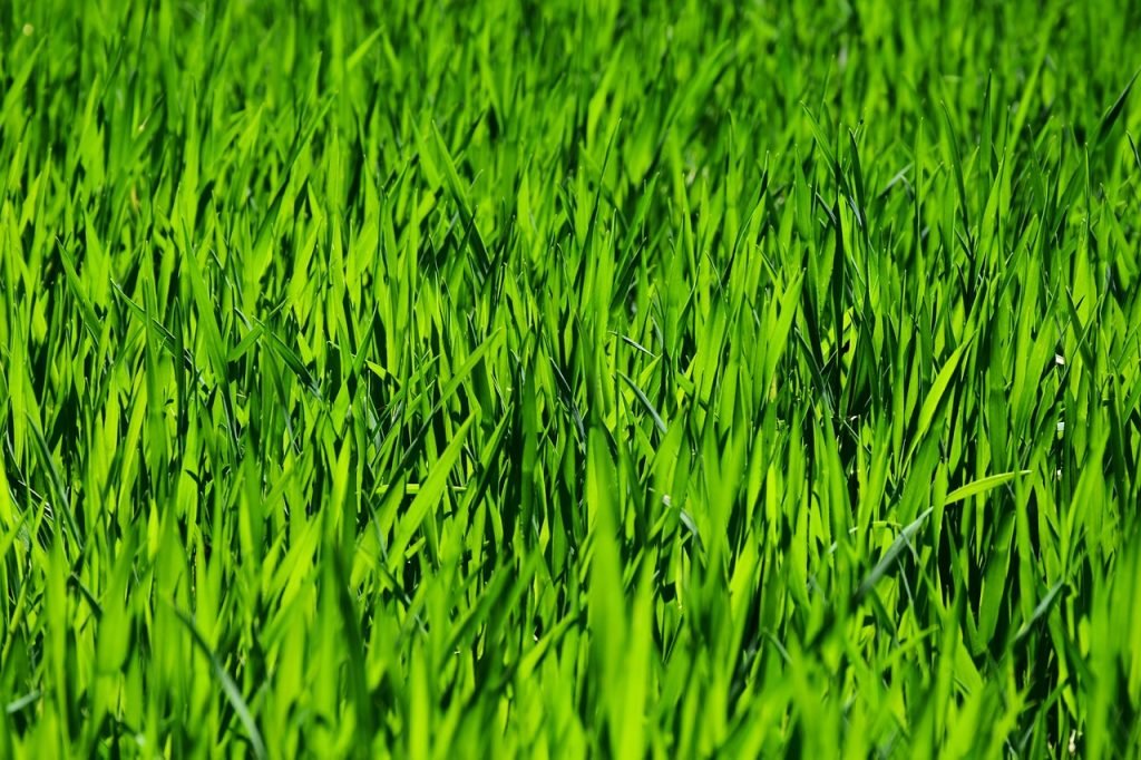 Professional Lawn Mowing Brighton Services for Healthy Lawns and Gardens 4 Lawn Mowing Brighton Services