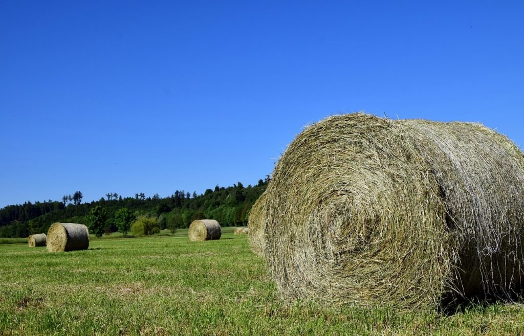 Professional Lawn Mowing Broadbeach Waters Services for Healthy Lawns and Gardens 9 Lawn Mowing Broadbeach Waters Services