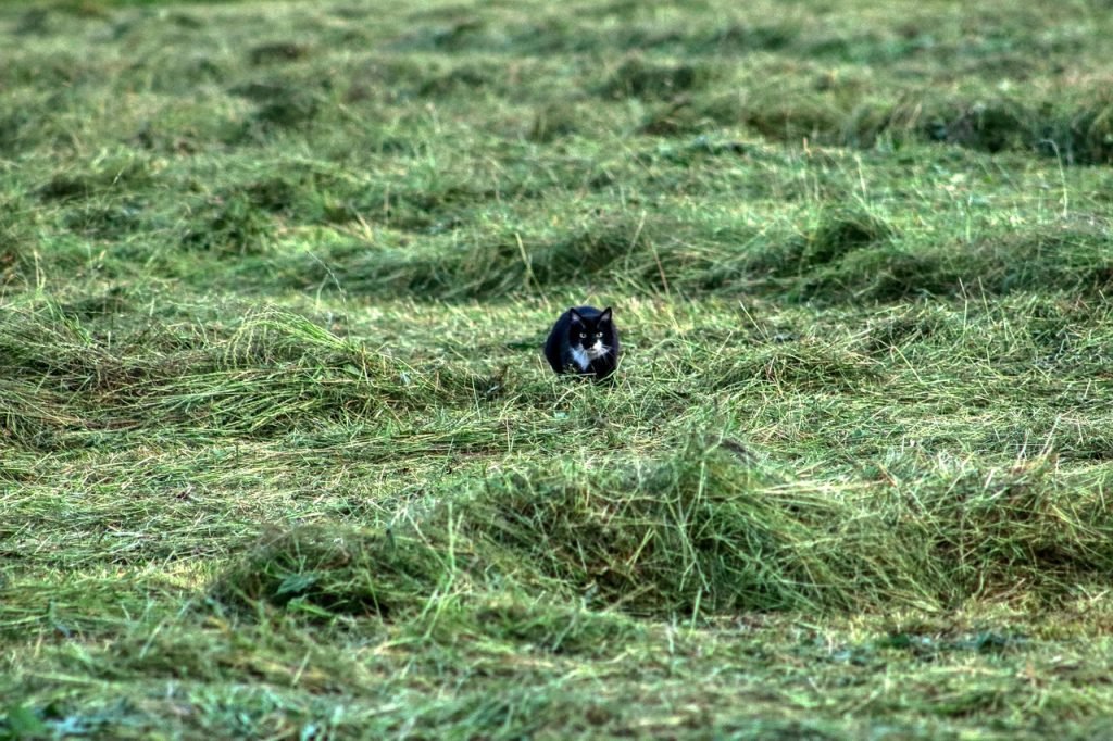 Professional Lawn Mowing Collingwood Park Services for Healthy Lawns and Gardens 5 Lawn Mowing Collingwood Park Services