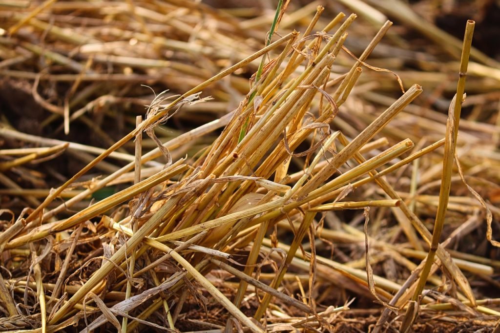 Lawn Mowing Eagle Farm Services