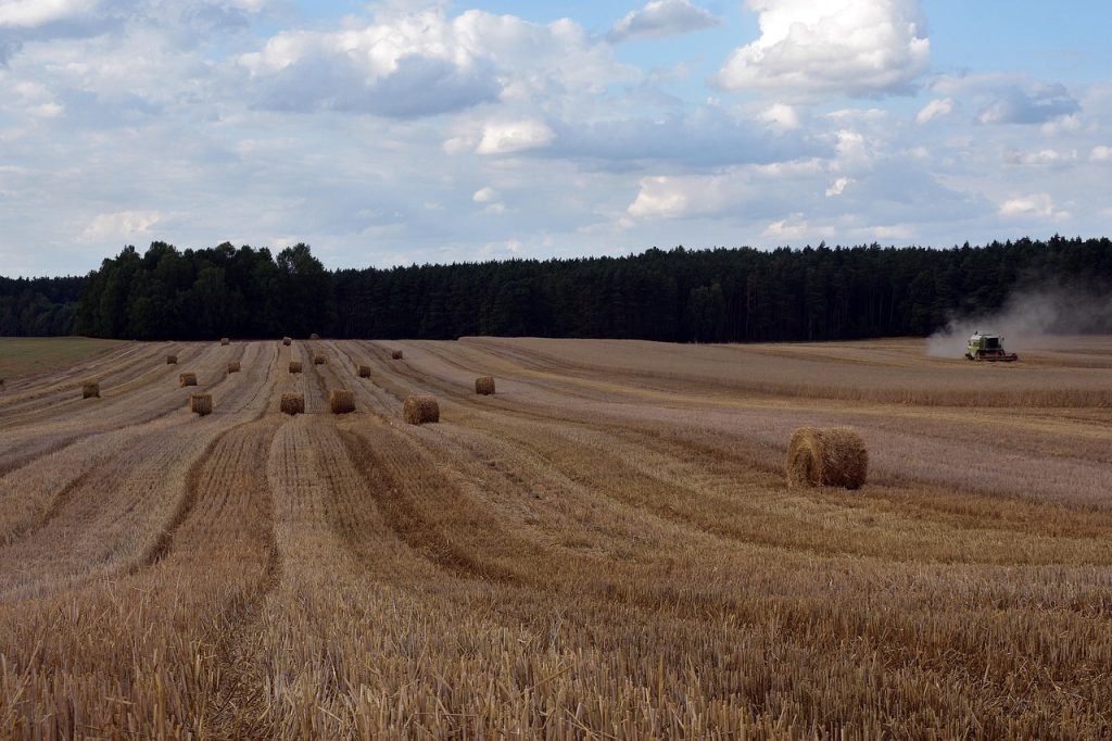 Professional Lawn Mowing Fitzgibbon Services for Healthy Lawns and Gardens 9 Lawn Mowing Fitzgibbon Services