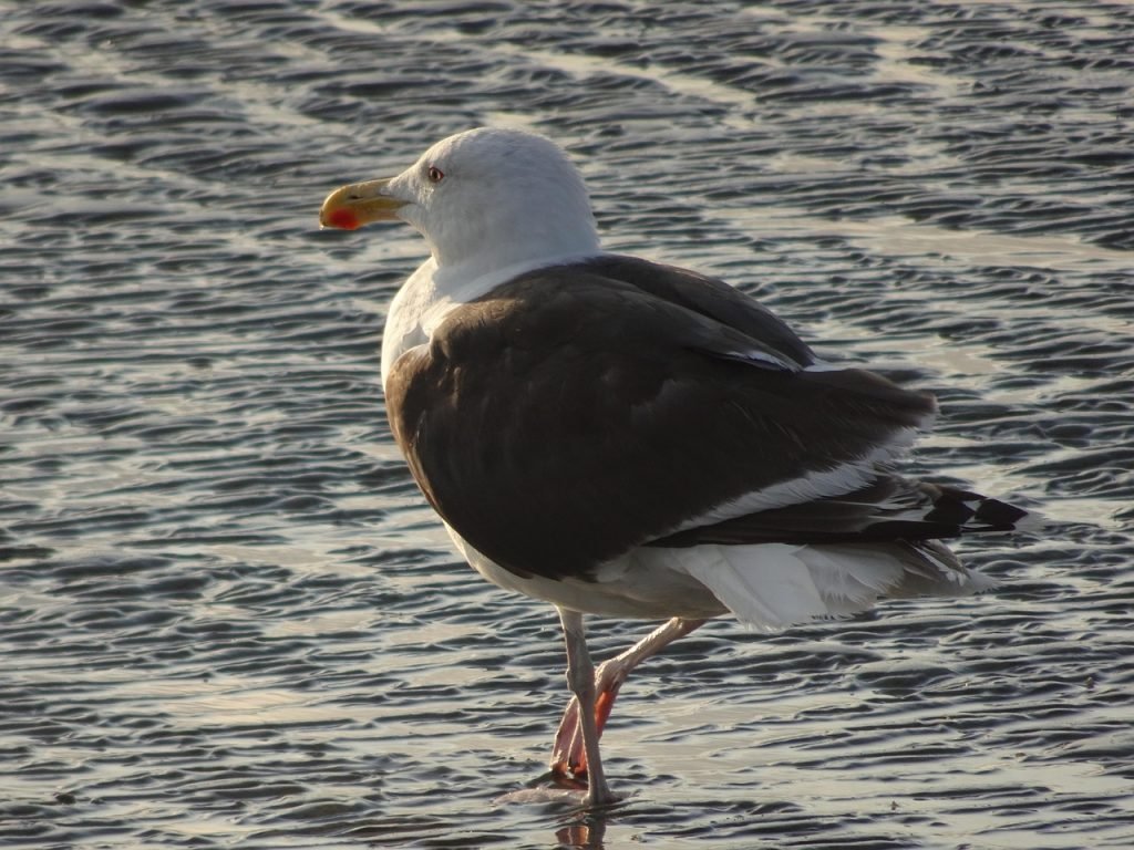 Lawn Mowing Flinders View Services