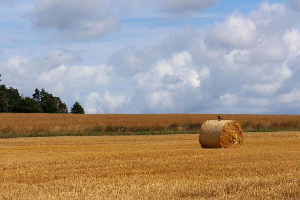 Lawn Mowing Main Beach Services