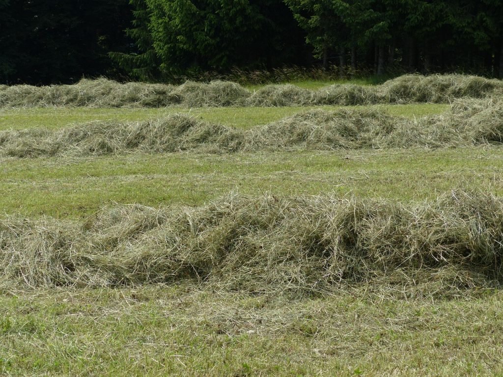 Lawn Mowing Manly Services