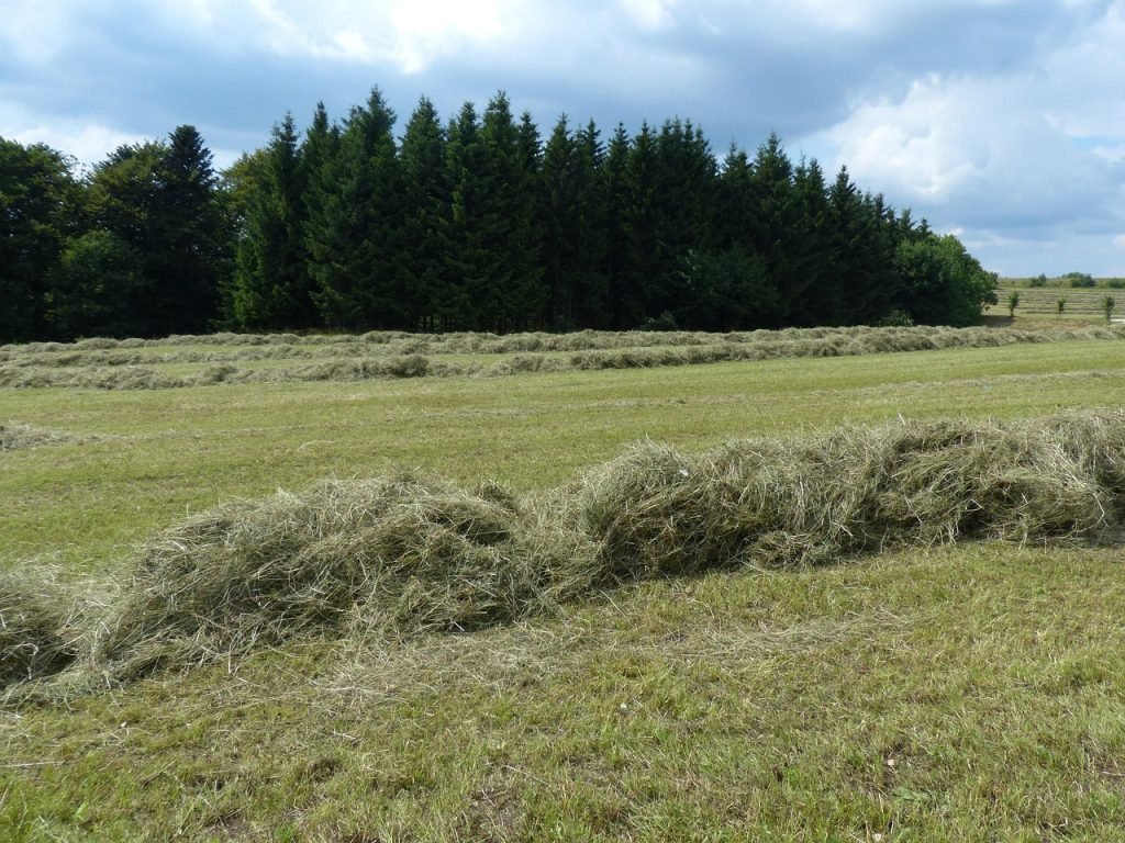 Lawn Mowing Pimpama Services