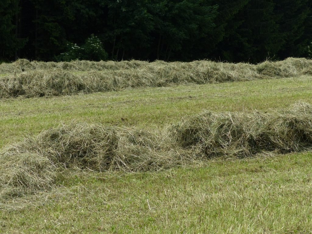 Lawn Mowing Priestdale Services