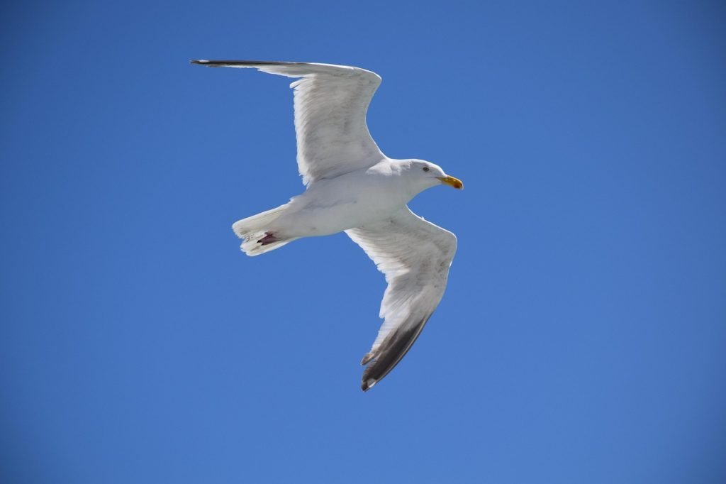 Lawn Mowing Underwood Services