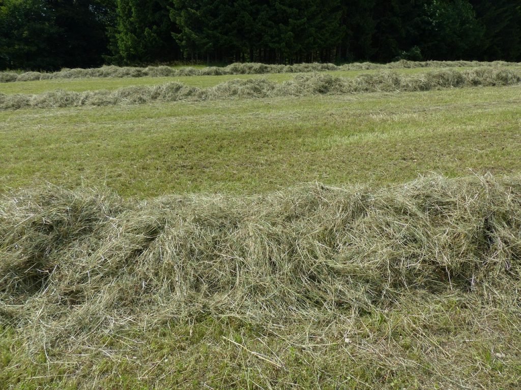 Lawn Mowing Warner Services