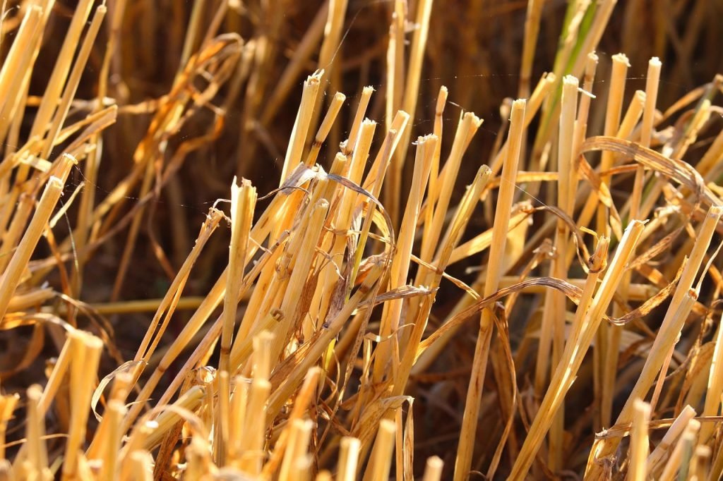 Professional Lawn Mowing Wights Mountain Services for Healthy Lawns and Gardens 9 Lawn Mowing Wights Mountain Services