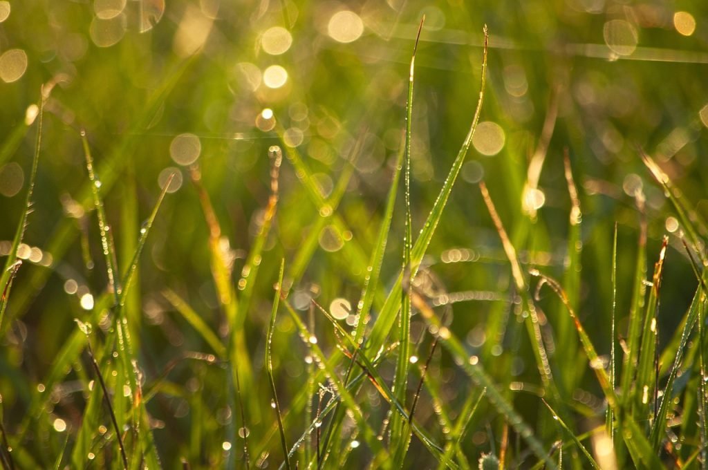 Lawn Mowing Yamanto Services